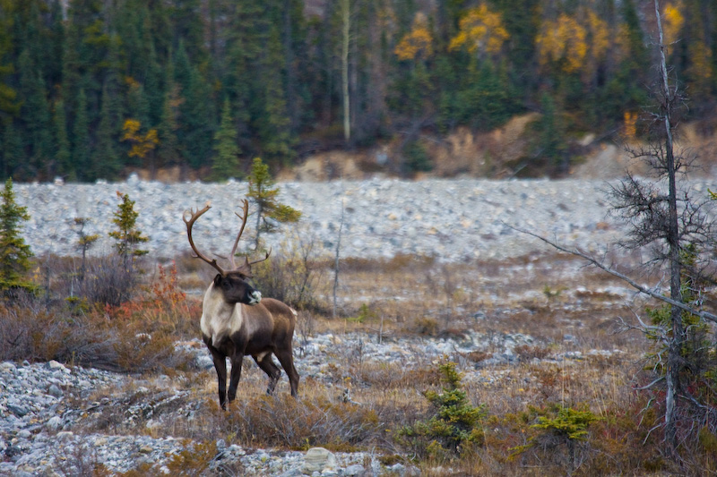 Caribou